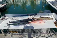 Key West Fishing Charter with Experienced Captain thumbnail 4