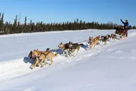 Fairbanks Winter City Tour and Dog Sledding thumbnail 5