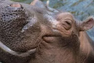 Cincinnati Zoo Admission Ticket thumbnail 3