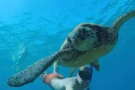 West Palm Beach Snorkel Tour with Turtles thumbnail 1