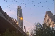 Austin Ghost and Bat Segway Tour thumbnail 1