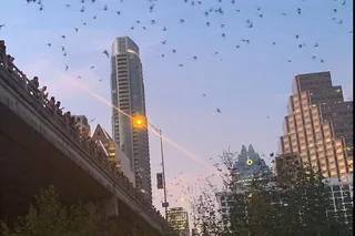Austin Ghost and Bat Segway Tour