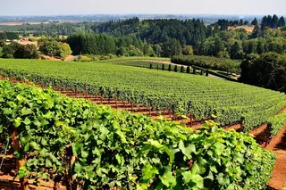 Napa Valley Wine Tasting Tour