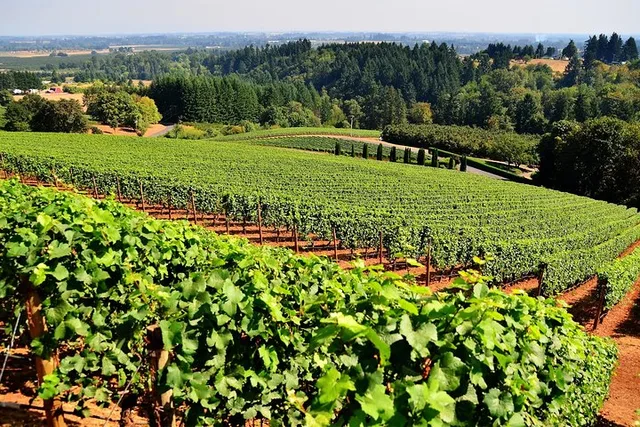 Napa Valley Wine Tasting Tour - Image 1