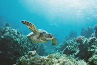 Waikiki Turtle Canyon Snorkel Adventure thumbnail 1