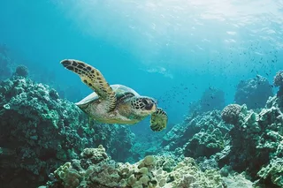 Waikiki Turtle Canyon Snorkel Adventure