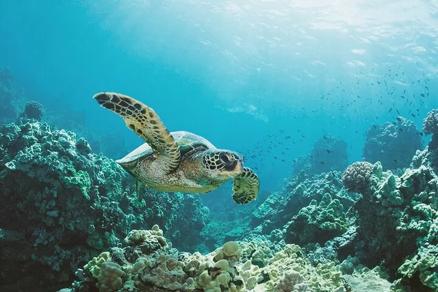 Waikiki Turtle Canyon Snorkel Adventure - Image 1