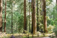 San Francisco Muir Woods and Sausalito Tour thumbnail 6