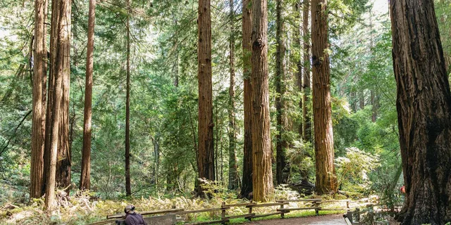 San Francisco Muir Woods and Sausalito Tour - Image 6