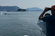 Juneau Whale Watching Cruise 4 hr thumbnail 3