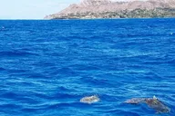 Hawaii Snorkeling Tour with Turtles 2.5 hr thumbnail 2