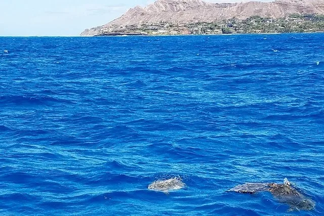 Hawaii Snorkeling Tour with Turtles 2.5 hr - Image 2