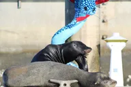 Marina Del Rey Kayak and Paddleboard Tour with Sea Lions 2 hr thumbnail 6