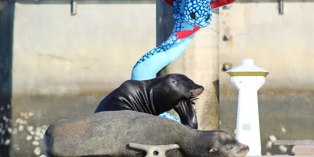 Marina Del Rey Kayak and Paddleboard Tour with Sea Lions 2 hr - Image 6