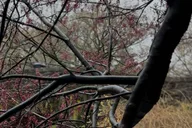 New York City Central Park Pedicab Tour thumbnail 6