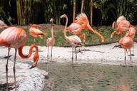 Orlando Discovery Cove Admission & Parks thumbnail 4