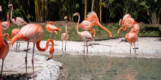 Orlando Discovery Cove Admission & Parks - Image 4