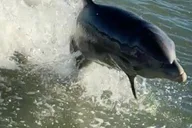 Anna Maria Island Dolphin Watching Boat Tour thumbnail 5