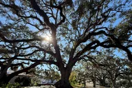Safety Harbor Food Tour thumbnail 5