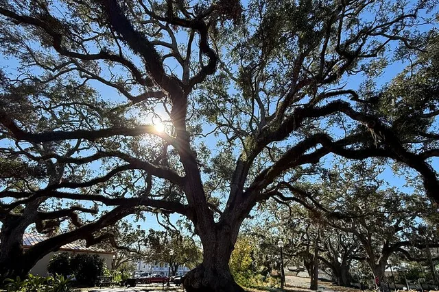 Safety Harbor Food Tour - Image 5