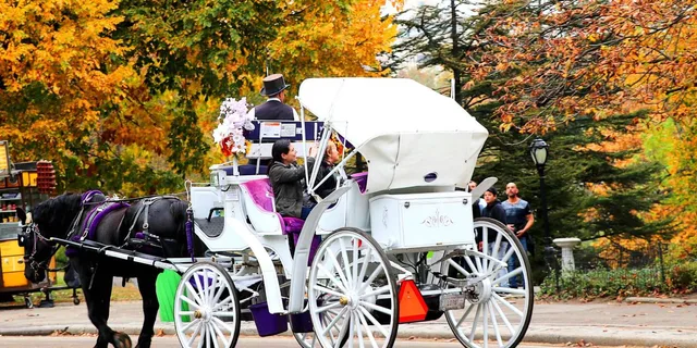 New York Central Park Horse Carriage Ride 20 Min - Image 3