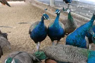 New York Bronx Zoo Tour with Private Transfers thumbnail 6