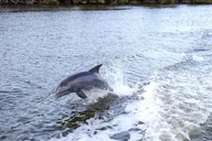 Panama City Dolphin Cruise at Sunset thumbnail 4