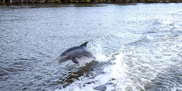 Panama City Dolphin Cruise at Sunset - Image 4