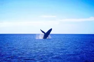 Waikīkī Whale Watching Exploration thumbnail 6