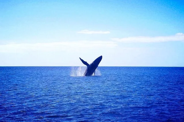 Waikīkī Whale Watching Exploration - Image 6