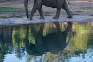 San Diego Zoo Admission Ticket thumbnail 4