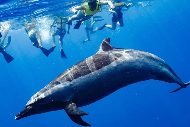 Oahu Swim with Dolphins Catamaran Tour - Image 2