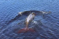 Daytona Beach Coastal Discovery Cruise 90 min thumbnail 4