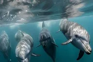 Galveston Dolphin Watching Boat Tour thumbnail 1