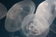 Santa Monica Aquarium Experience thumbnail 2