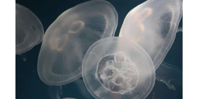 Santa Monica Aquarium Experience - Image 2