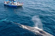 Dana Point Dolphin and Whale Watching with Underwater Viewing thumbnail 5
