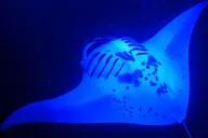 Kailua-Kona Manta Ray Night Snorkeling Adventure thumbnail 6