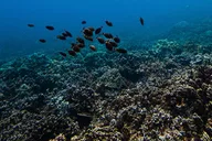 Lahaina Snorkel and Sail to Lāna'i Coast 5 hr thumbnail 4