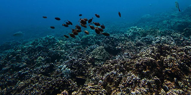 Lahaina Snorkel and Sail to Lāna'i Coast 5 hr - Image 4