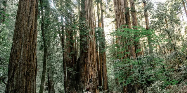 San Francisco Muir Woods and Sausalito Tour - Image 4