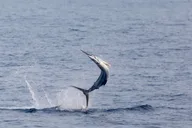 Kona Fishing Charter 8 Hr thumbnail 4