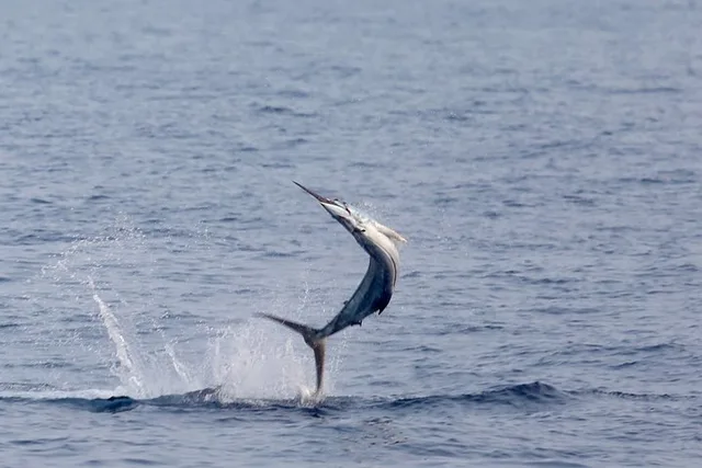 Kona Fishing Charter 8 Hr - Image 4