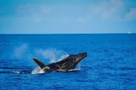 Maui Catamaran Whale Watch thumbnail 4