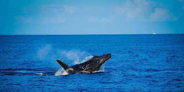 Maui Catamaran Whale Watch - Image 4