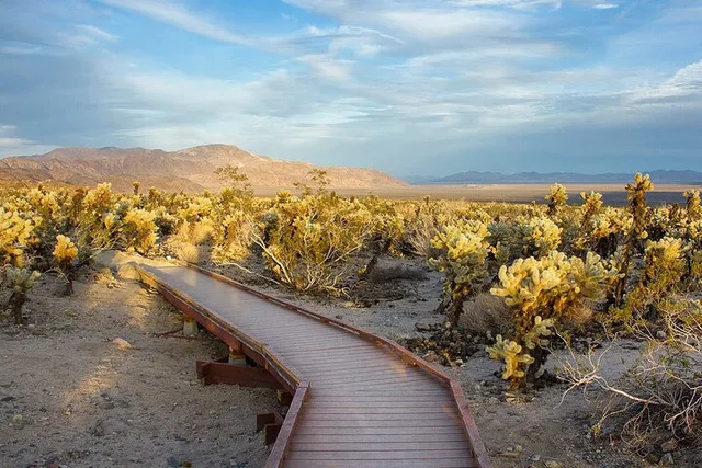 Joshua Tree Audio Tour and Locals Guide - Image 5