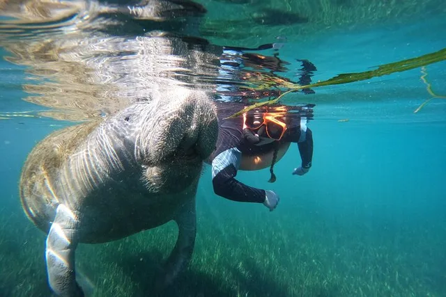 Crystal River Manatee Swim with Free Photos 3 hr - Image 4