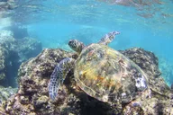 Oahu Stand-Up Paddleboard Lesson thumbnail 3