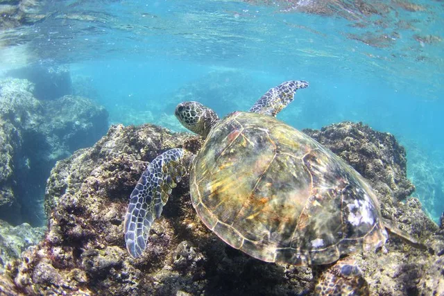 Oahu Stand-Up Paddleboard Lesson - Image 3