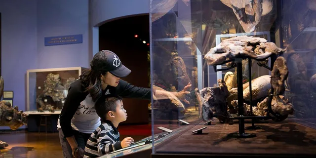 San Diego Natural History Museum Night Entry - Image 3